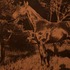 20110909201433-his_horse