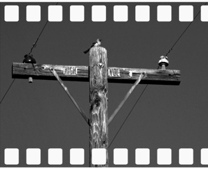 20110910022800-ca_mocking_bird_8x10