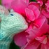 20110910220903-mousy_lady_smelling_pink_flowers