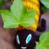 20110910224306-yellow_bug_in_leaves_4_web
