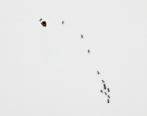 20110911194716-pierre_huyghe_esther_schipper_2011___andrea_rossetti