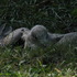 20110912001450-july-august2011-heli__226