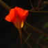 20110912002411-2011_august_heli__159orange_floras