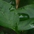 20110912023928-2011_august_heli__024droplets