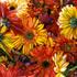 20110912053157-gerberas001
