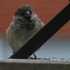 20110912061152-2011_endaugust_heli__034