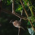 20110912061958-2011_august_heli__049sparrow