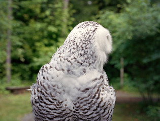 Snowy Look Away,Siri Kaur