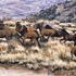 20110915154150-spooked_wild_mustangs_smaller