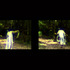 20110915211237-aokigahara