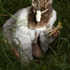 20110917005141-deer