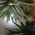 Cactus-detail