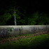 20110921081436-harold_ross_untitled_1