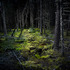20110921082143-harold_ross_untitled_13