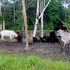 20110921122611-chipley_videostill_1