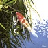 20110921210854--lone_koi-1_smallwm
