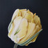 20110922170533-gershom_tulip_1_sm