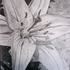 20110924103742-lily