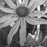 20110924103947-flower_picture
