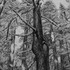 20110924104145-tree
