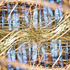 20110926071211-crw_2241_ps-grasses-vortex