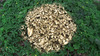 20110926130642-bosques_goldenfoliage_2010