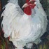 20110929084904-white-hen