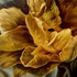 20111009120809-golden_twilight_tulips