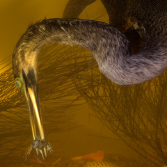 20111008162055-72anahinga_1809sq