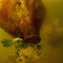20111008163358-72flowerpig