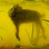 20111008163657-72rabbit_4031