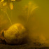 20111008170847-72skull_2709