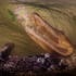 20111008192931-72croc_1738a