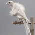 20111011091654-hoe-000-birds-06-2