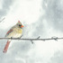 20111012151520-kochritawintersolsticewatercolor2