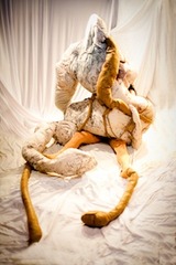 ,Morgan Gehris