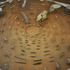 20111015164741-nations_in_gong_studio_p2