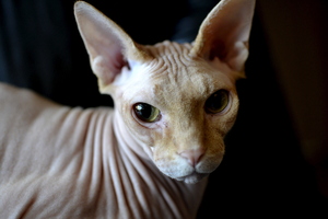 20111017072922-_dsc0483