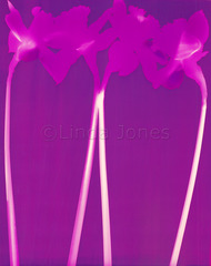 20111017130345-four_daffodils