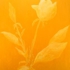 Rosa_do_luxemburgo