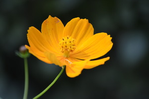 20111019160608-_dsc0350