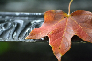 20111019174502-_dsc0778