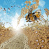 20111022134235-jb11001_little_bee_travels_to_the_beautiful_bright_glow
