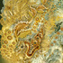 20111022154612-jb11024_the_beautiful_dragon_flies