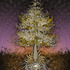20111022154701-jb11025_beautiful_tree_i