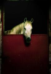 20111026155904-caballo_blanco