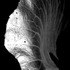 20111027105104-foglia_1