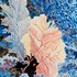 20111028134644-fan_coral