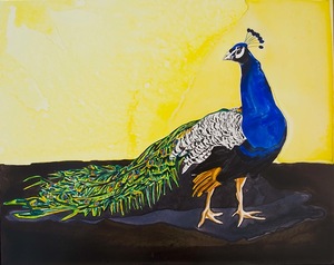 20111028135751-peacock_profile