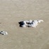 20111030053315-ariel_-1
